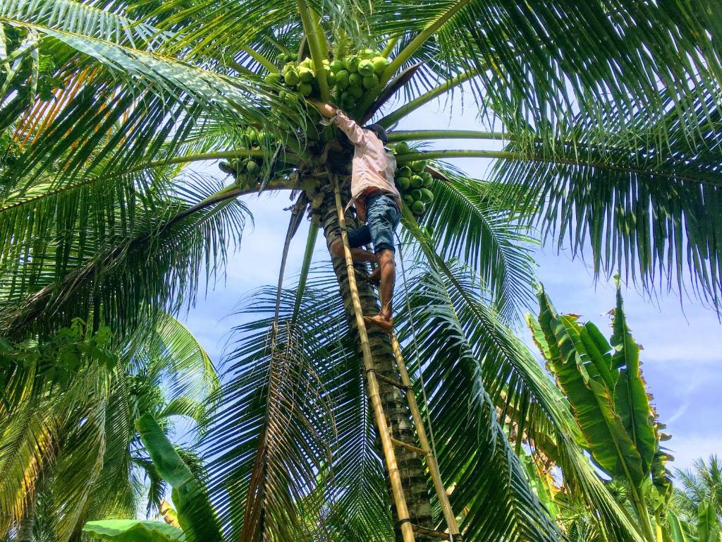 a man climbing a palm tree with a bunch of bananas at Coco Happy Farm in Ben Tre