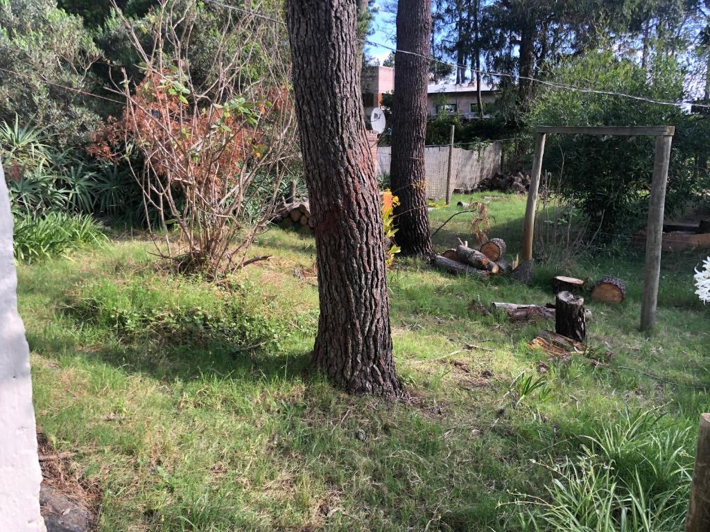 un perro sentado en el césped junto a un árbol en Mi refugio, en La Paloma