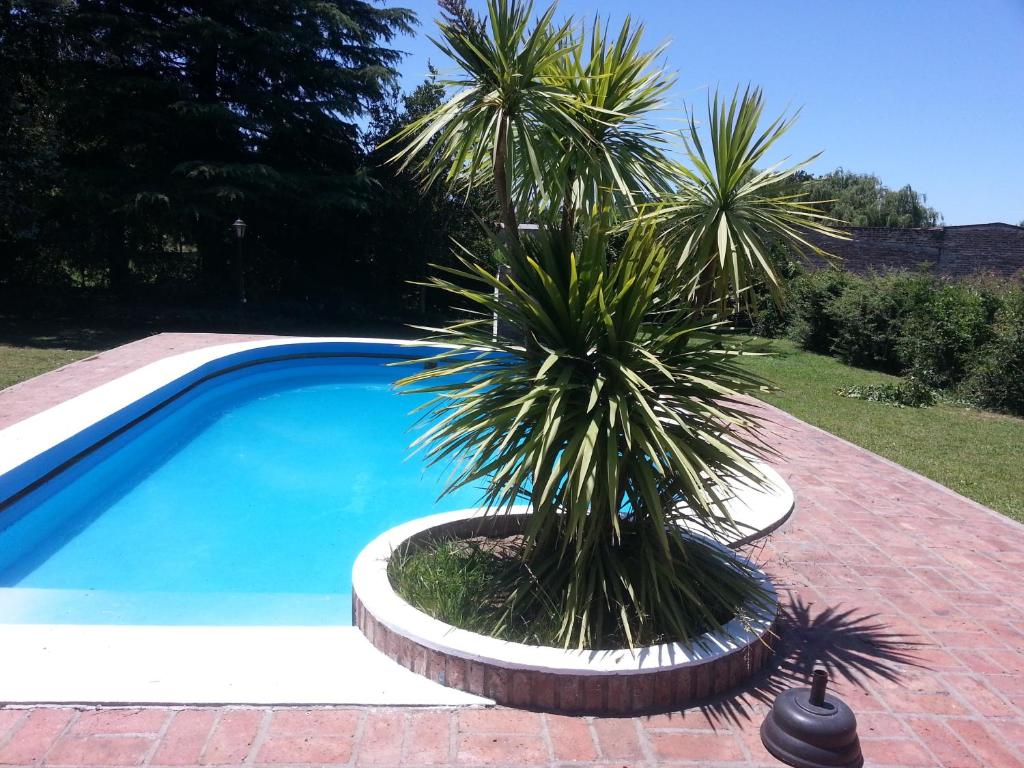 un palmier installé à côté d'une piscine dans l'établissement Casa Rumipal, à Villa Rumipal