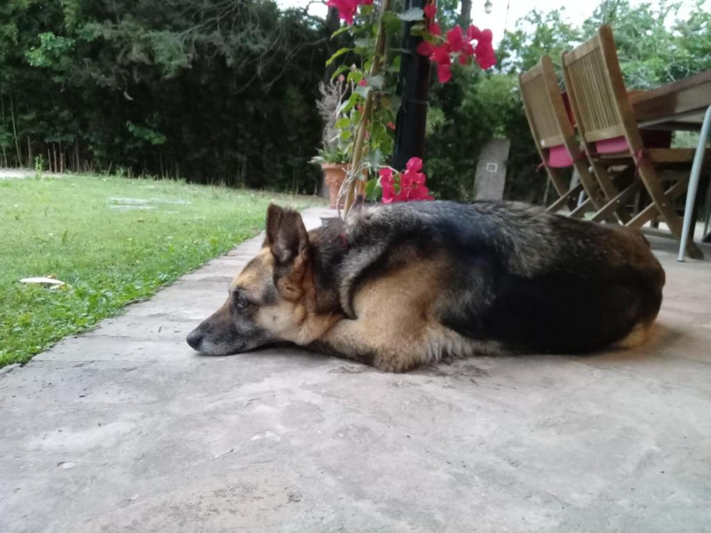 a dog laying on the ground on a sidewalk at La Colorada, home for... La Amistad Polo in Open Door