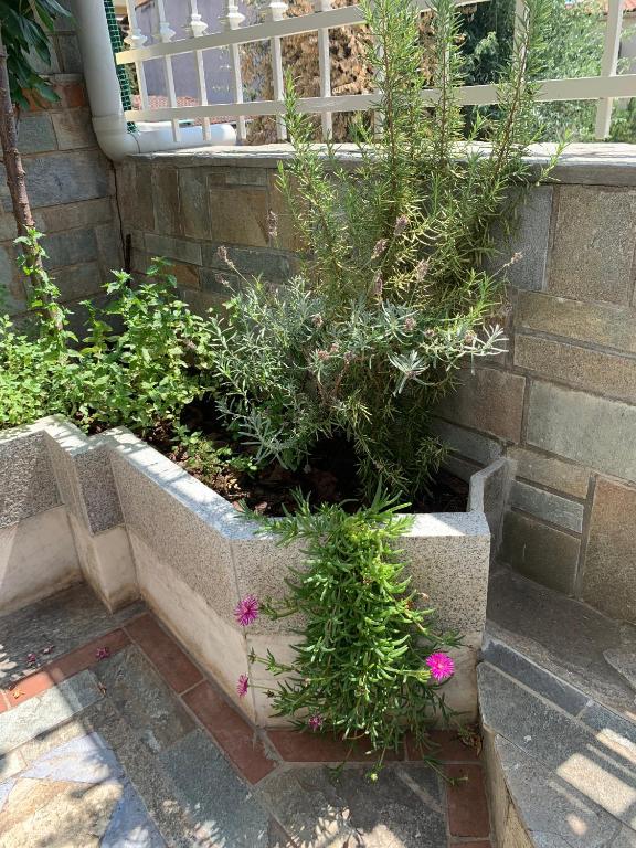 Vonkajšia záhrada v ubytovaní Gemütliches Appartement in Ano Poli