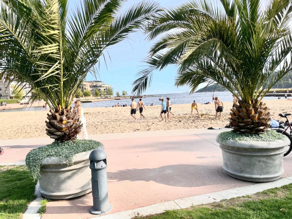 twee palmbomen in grote potten op een strand bij Kristiansand, Bystranda 59m2, 2 soverom, 6 senger in Kristiansand