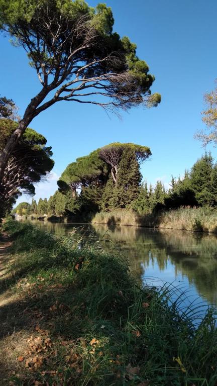 a tree on the side of a river at La promesse de l aude in Sallèles-dʼAude