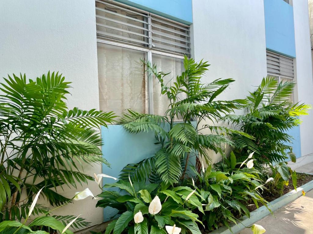 um monte de plantas em frente a um edifício em Casa Quetzal em Guatemala