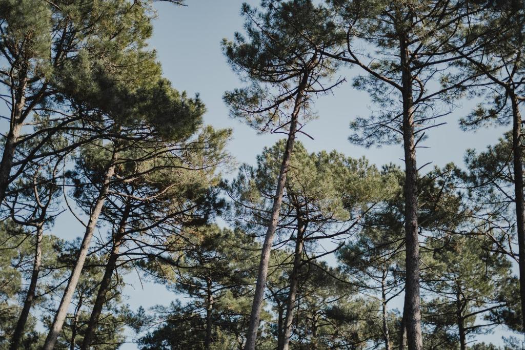 a group of pine trees looking up into the sky at Douce brise à Seignosse-2 min à pied de la plage in Seignosse