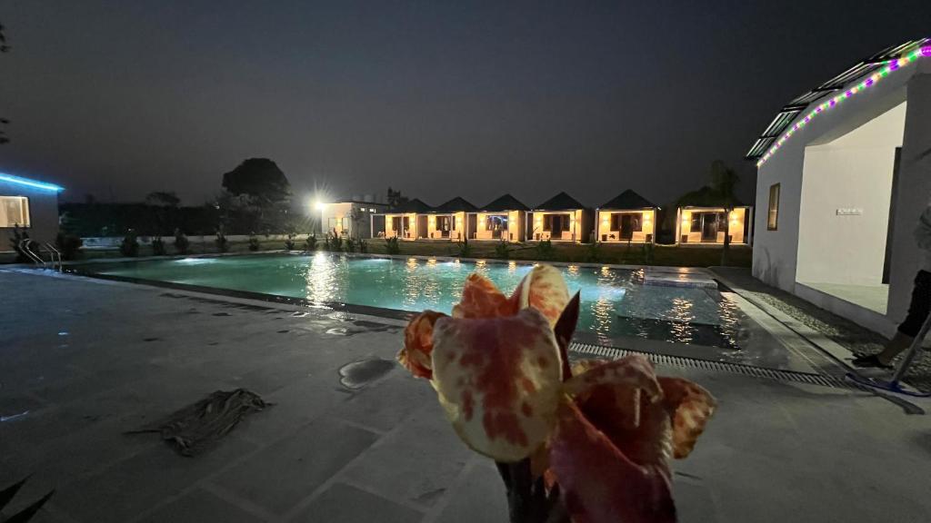 un perro sosteniendo un objeto frente a una piscina por la noche en Wild Planet Corbett Hotel and Resort, en Rāmnagar