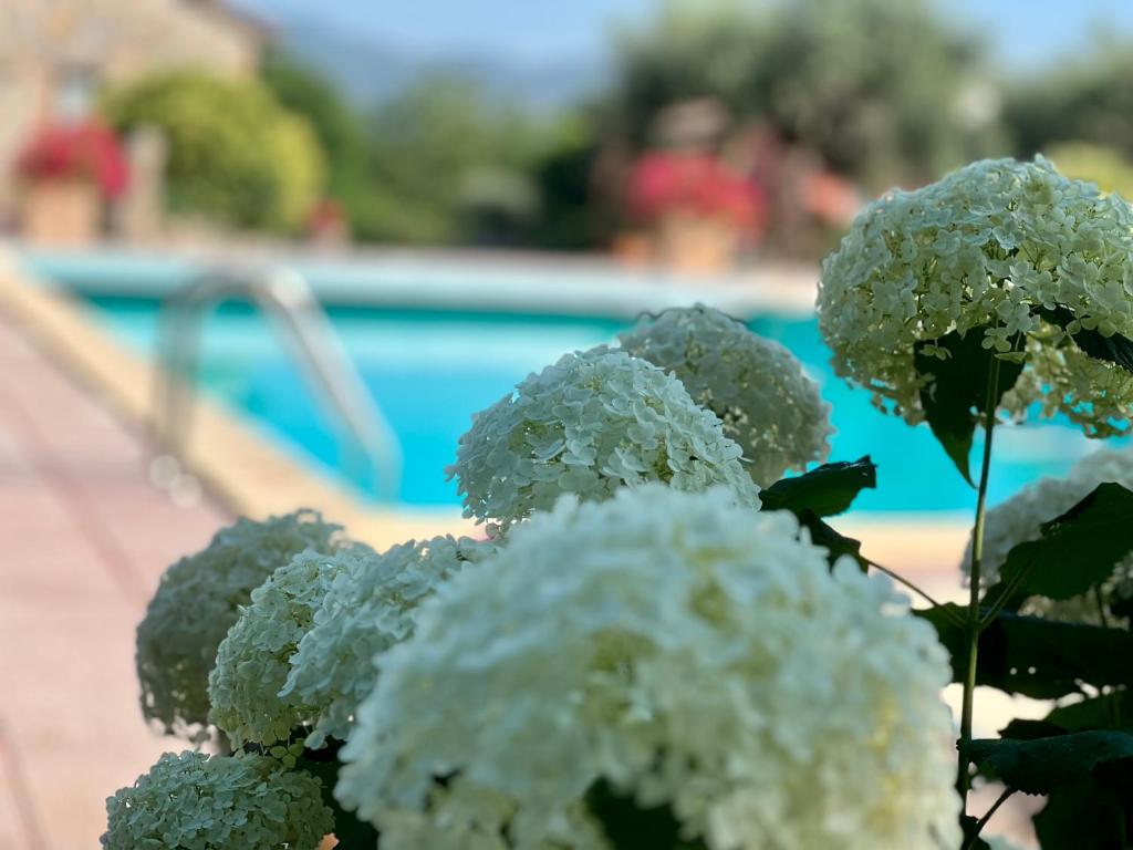 Bazén v ubytování Le case di Lisetta Holiday homes nebo v jeho okolí
