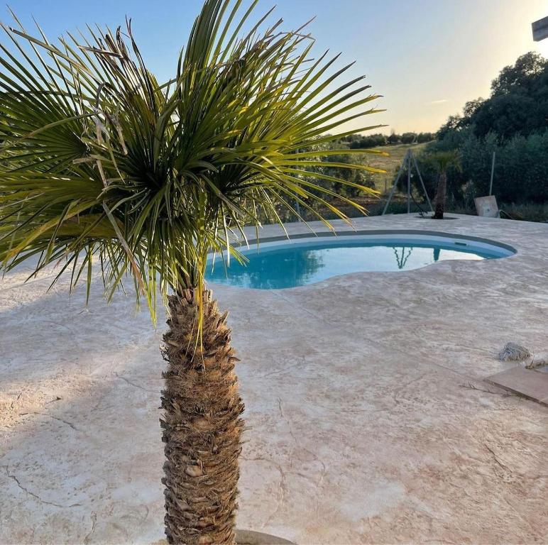 una palmera frente a una piscina en La Casita Rural, en La Carlota