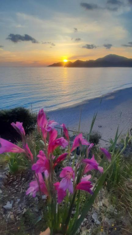 アクヤカにあるmavi Gökova'danの夕日を眺めながらビーチのピンクの花