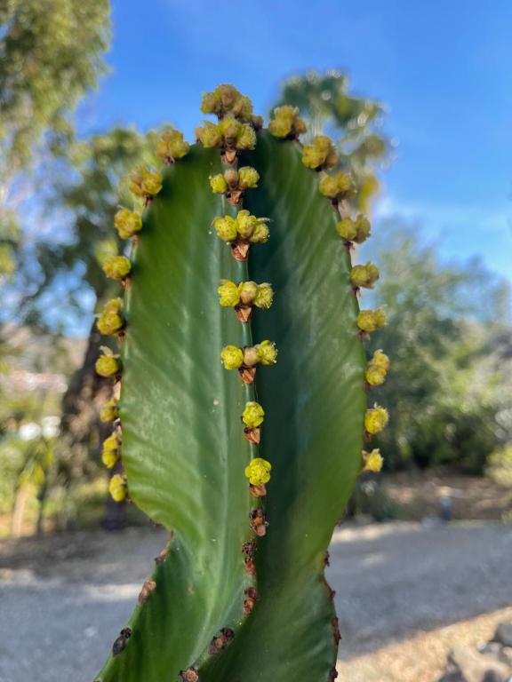 Fotografie z fotogalerie ubytování Finca Limoneros v destinaci Alora