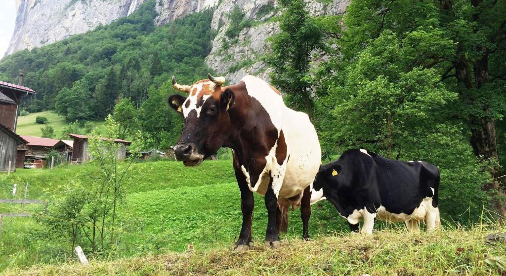 a cow standing in a field with another cow at Camping Jungfrau in Lauterbrunnen