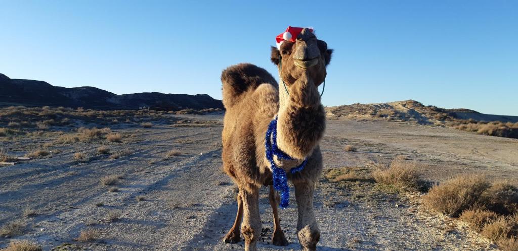 Animales en el hotel o alrededores