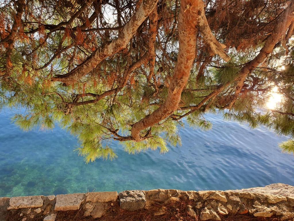 Violeta Hvar photo