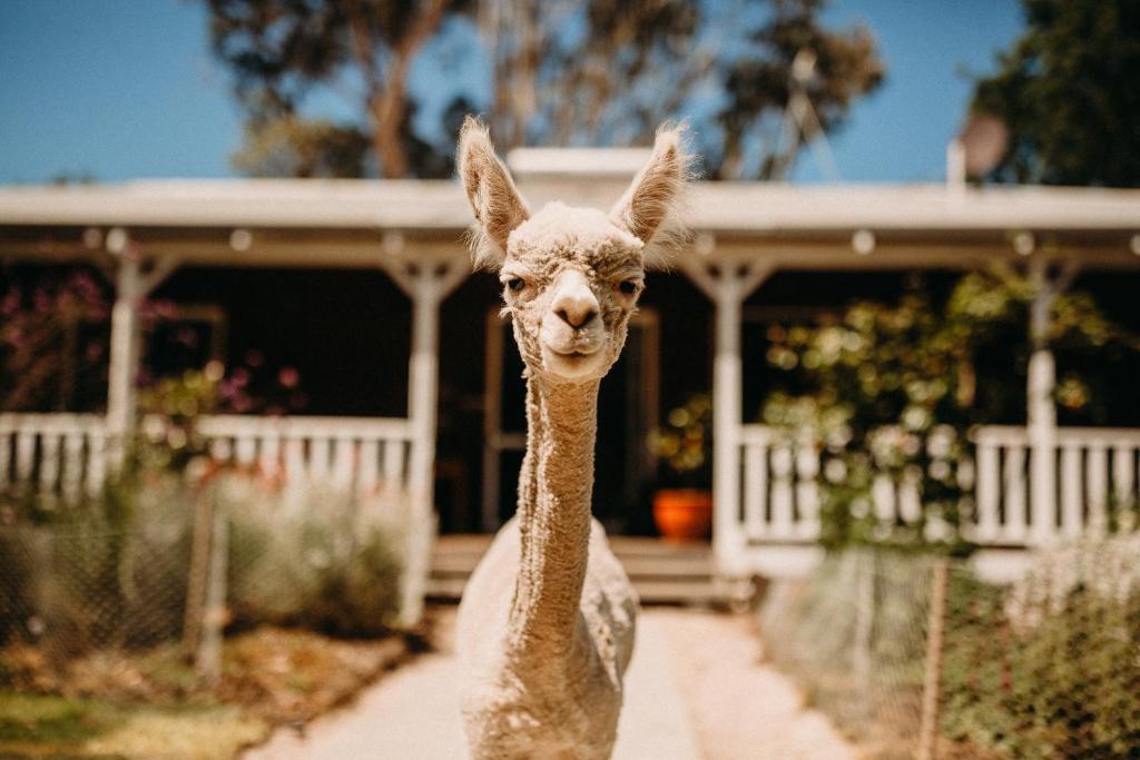 an ostrich standing in front of a house at Margaret River Holiday Cottages in Margaret River Town
