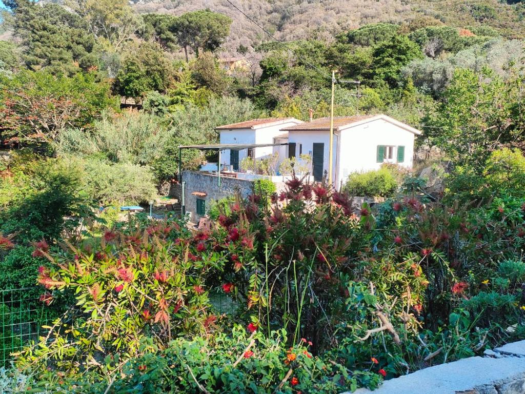 a house on the side of a hill with flowers at Villetta Sant'Andrea - Goelba in SantʼAndrea