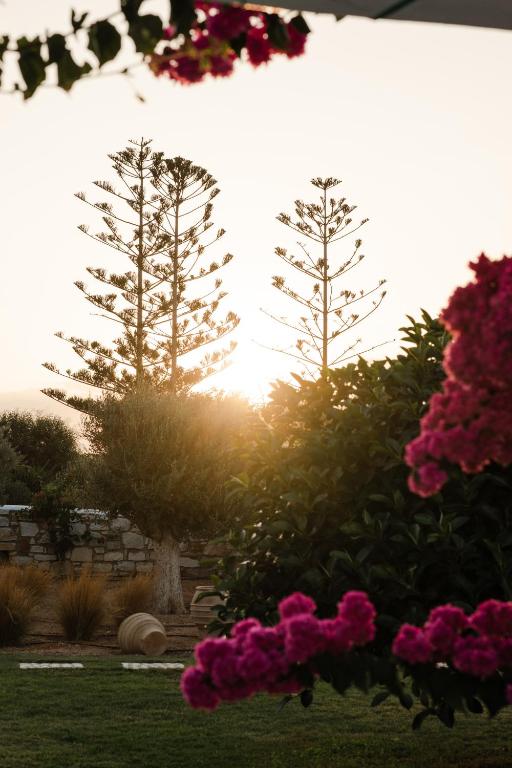 two trees in a garden with pink flowers at White Dunes Luxury Boutique Hotel in Santa Maria