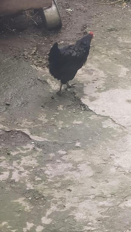 Zvířata v ubytování v soukromí nebo okolí