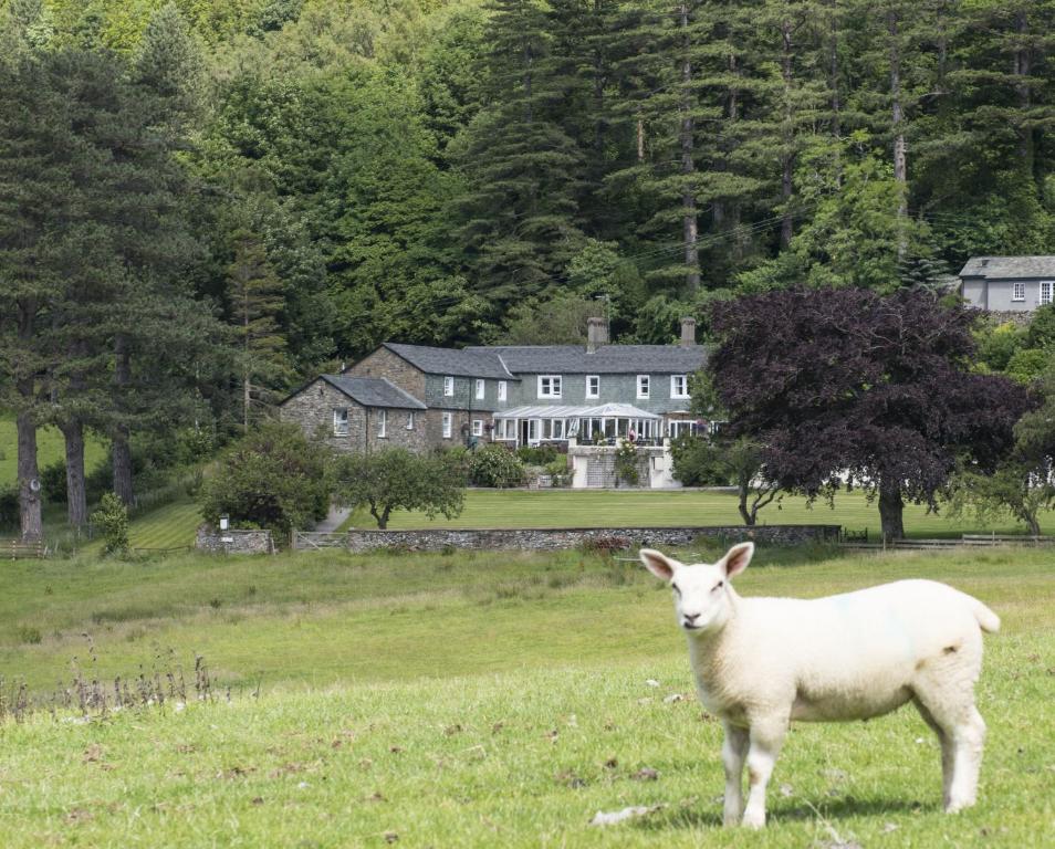 una oveja parada en un campo frente a una casa en Ravenstone Lodge Country House Hotel en Keswick