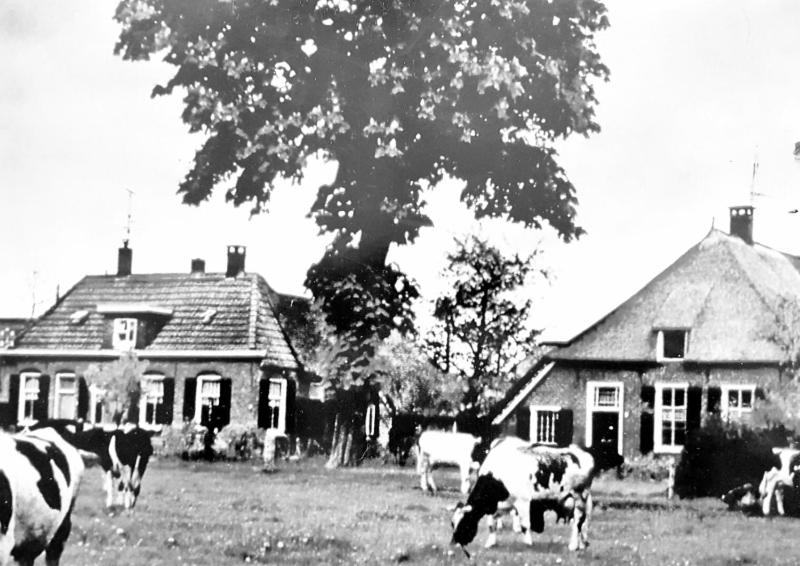 un grupo de vacas pastando en un campo frente a una casa en De Jagtlust, en Nieuwleusen