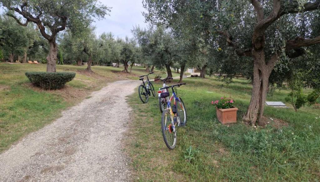 a bike parked next to a tree on a dirt road at Villa Fiorentina e la Costa dei Trabocchi in Marina San Vito