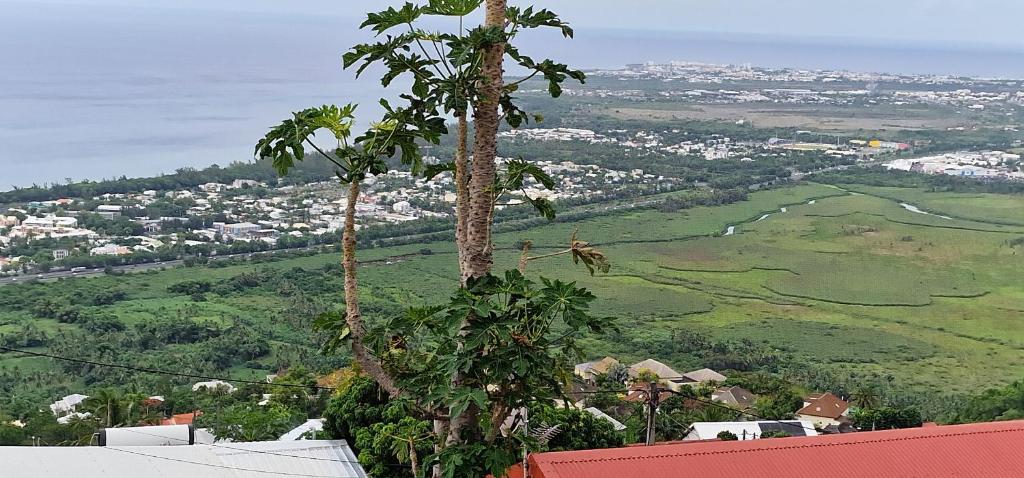 twee palmbomen op de top van een heuvel bij Vacances paisibles in Saint-Paul