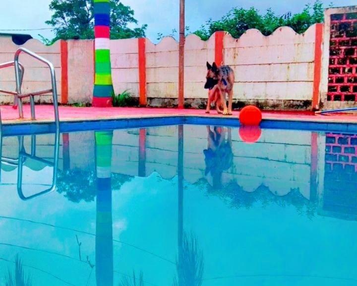 un cane che gioca con una palla in piscina di Solitude villa a Badlapur