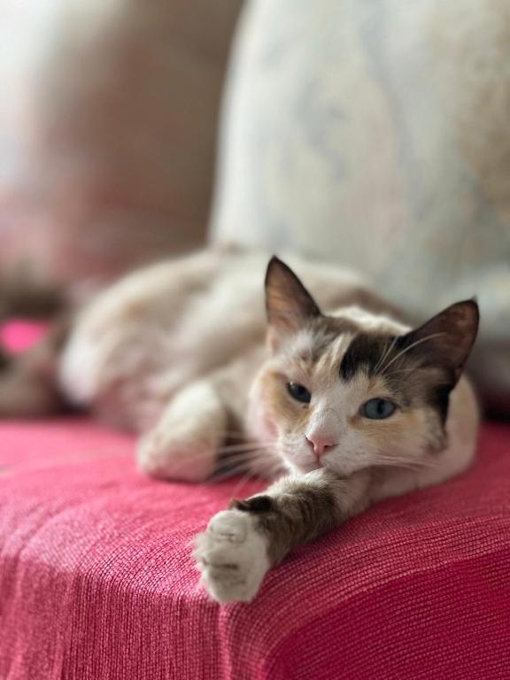 a cat laying on top of a pink bed at House with sea view in Kasbah in Tangier