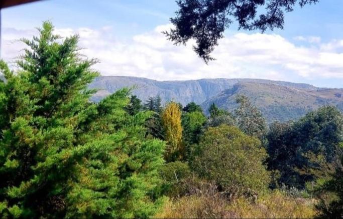 un bosque de árboles con montañas en el fondo en Cabañas Pampa y Río San Clemente 1 en San Clemente