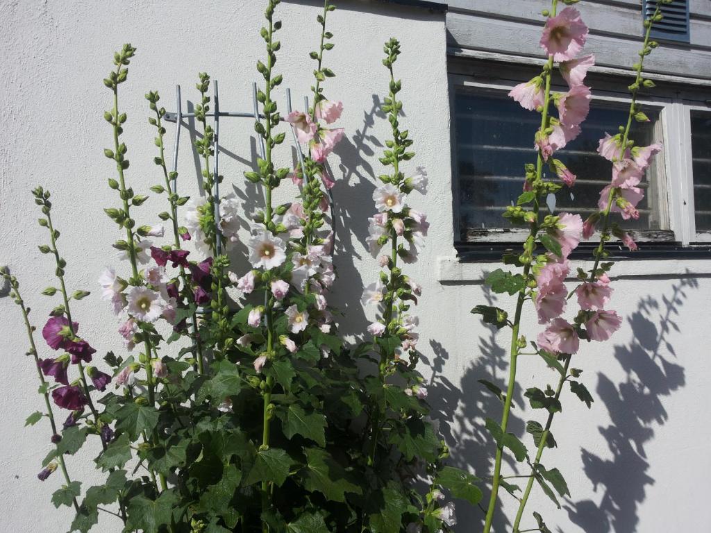 Zahrada ubytování Lägenhet Lillisgården