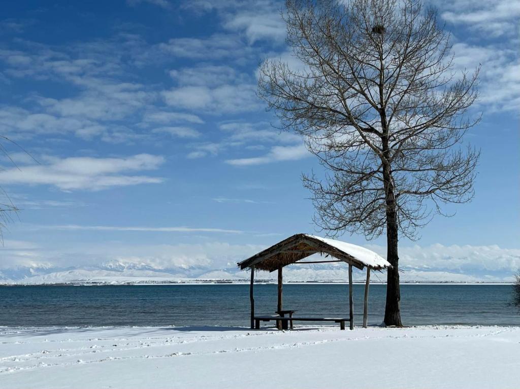 a picnic table and a tree on a beach with snow at Усадьба Кутурга in Kuturga