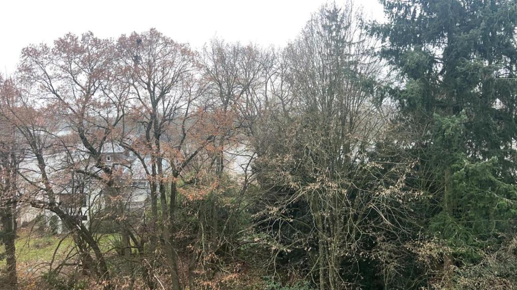 um grupo de árvores com um rio ao fundo em Jolie appartement proche bords de Loire em Orléans