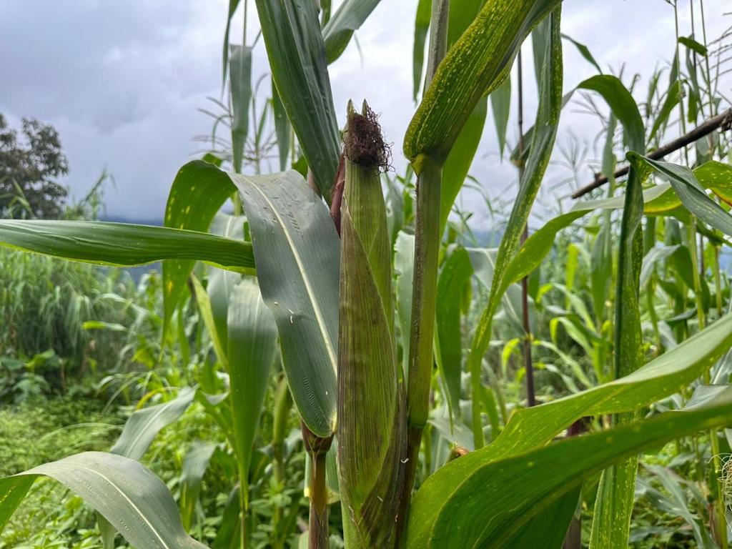 un primer plano de una planta de maíz en un campo en Swikriti homestay, en Sombāri
