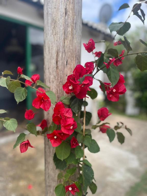 a bunch of red flowers on a wooden pole at Techos amarillos 3 in Castillos