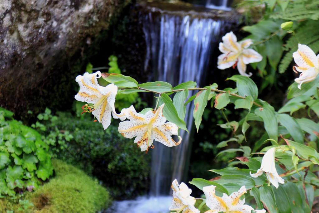 a group of white flowers in front of a waterfall at Teiensaryo Yamanakako in Yamanakako