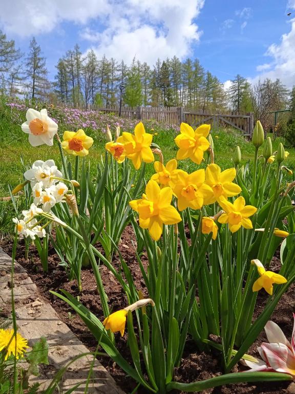 Zahrada ubytování Srub Javorná - apartmány Šumava