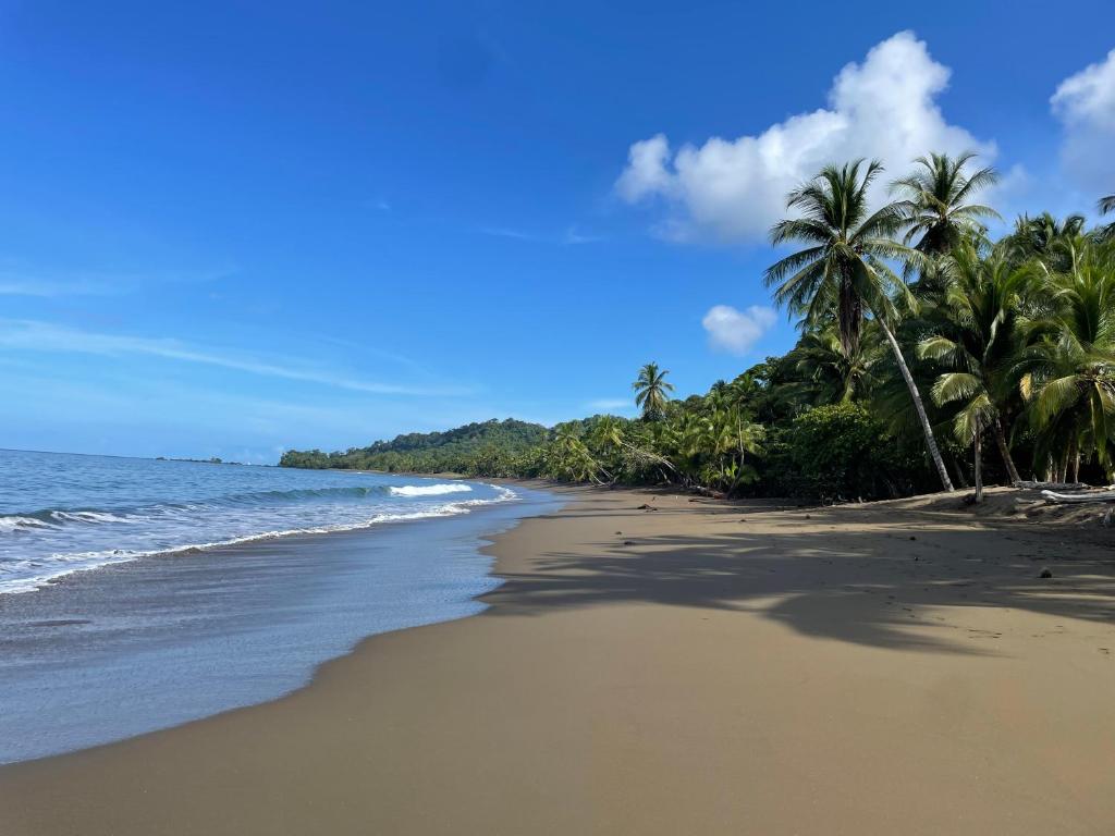 a beach with palm trees and the ocean at Cabaña en el Rincon Corcovado in Drake