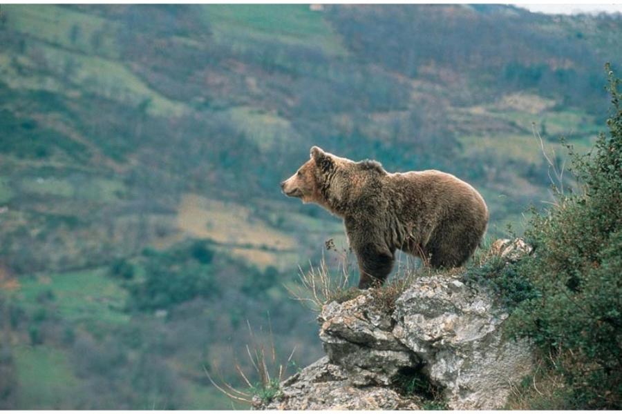 un oso marrón de pie en la cima de una montaña en Ceraca, en Pola de Somiedo