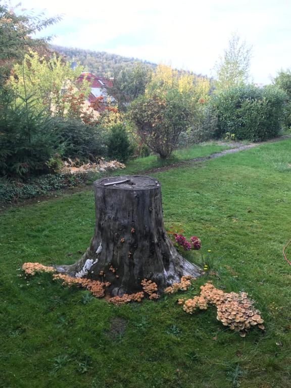 a tree stump in the middle of a yard at Idyllische Wohnung mitten in der Natur „ Haus Magnolia „ in Fischbachtal