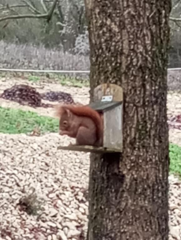 Zvířata v venkovského domu nebo okolí