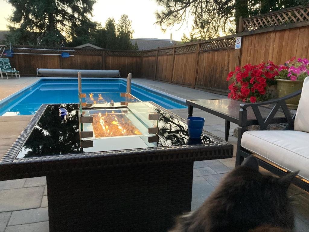eine Katze, die neben einem Pool mit einer Feuerstelle sitzt in der Unterkunft Bright poolside walkout two bedroom basement suite in the Okanagan in Penticton