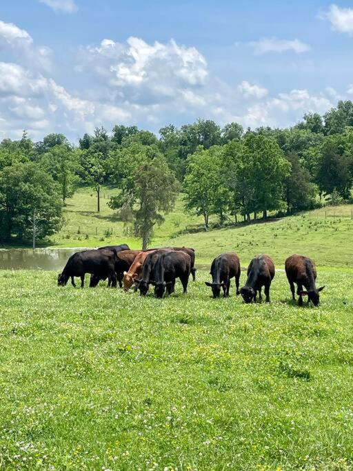 a herd of cows grazing in a field of grass at Bourbon Trail Cabin on the Farm in Lawrenceburg
