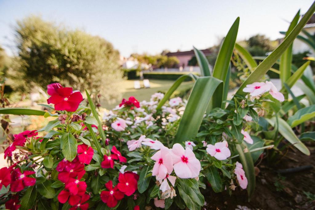A garden outside Dimoulias House