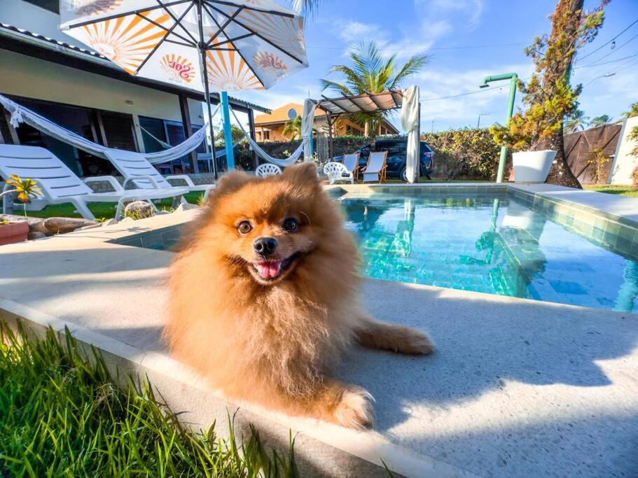 a small brown dog sitting next to a swimming pool at RESERVA DO PAIVA - A MELHOR CASA PARA TEMPORADA in Recife