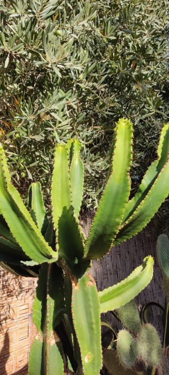 Um jardim no exterior de Beldicolors