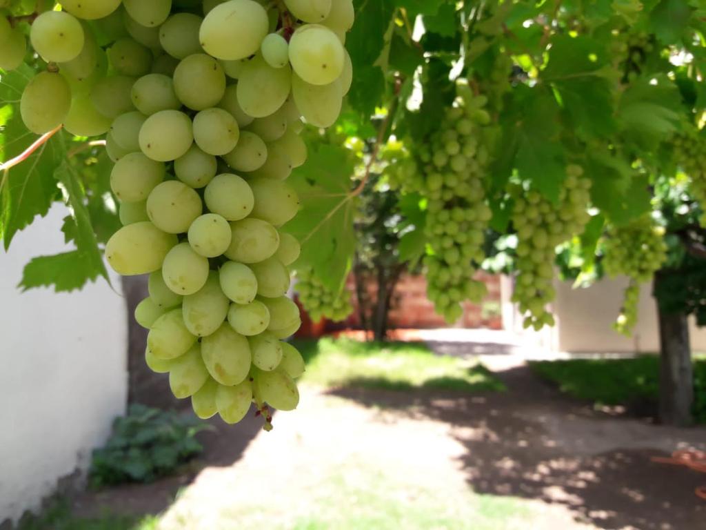un montón de uvas verdes colgando de un árbol en Departamento San Rafael en San Rafael