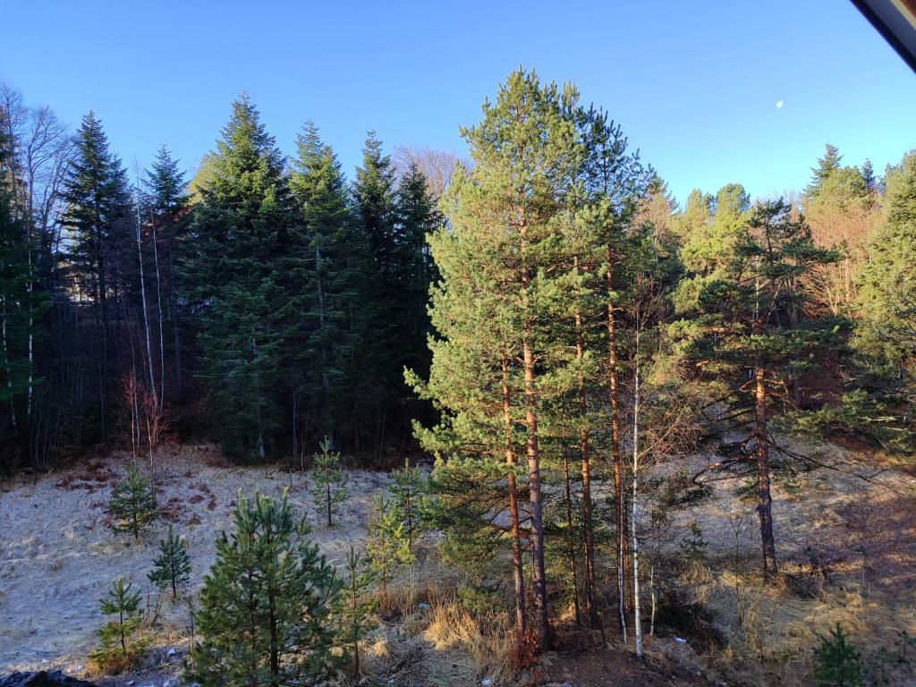 Příroda nedaleko apartmánu