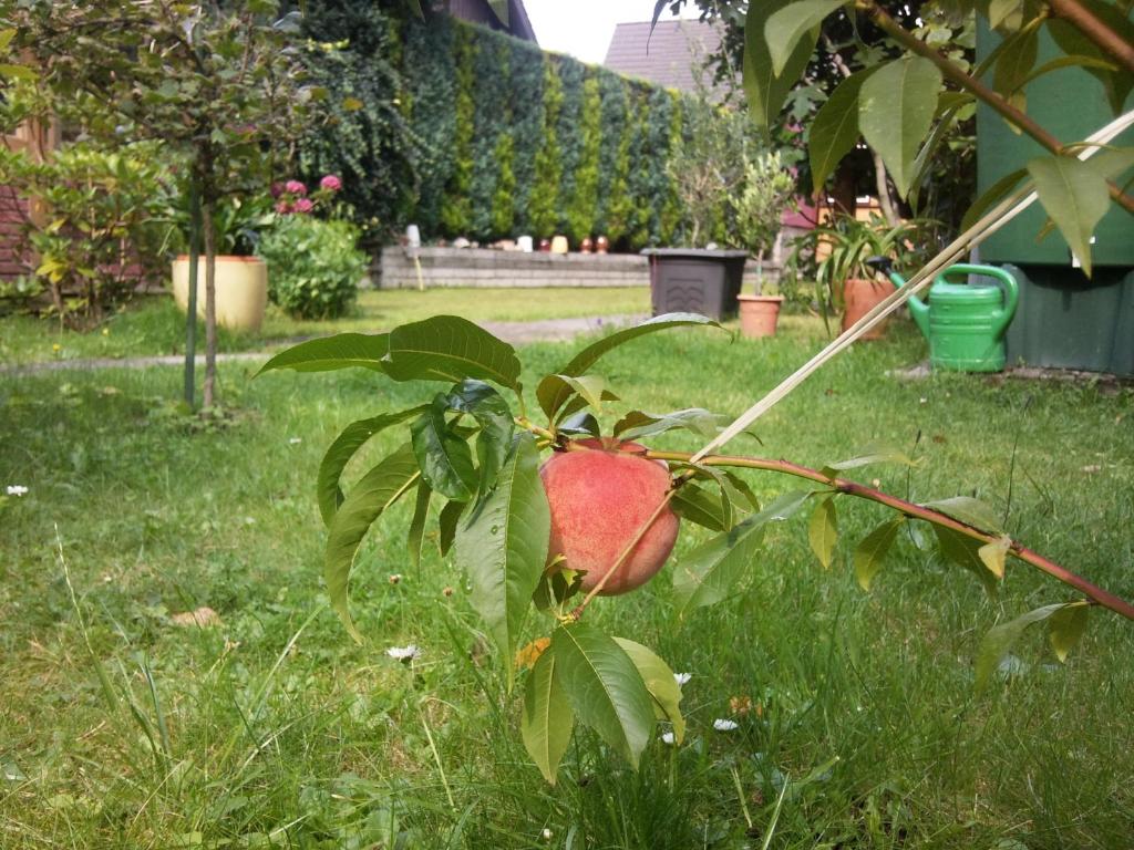 Zahrada ubytování Pension Buchfink
