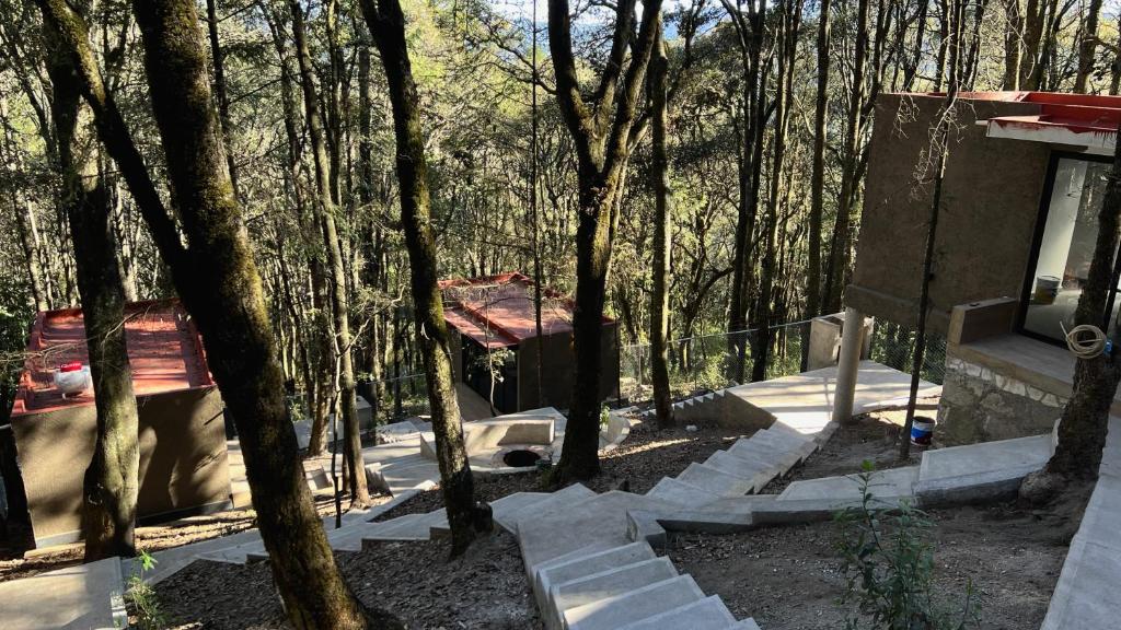 a group of trees and stairs in a forest at Roots Luxury Cabins in Mineral del Monte