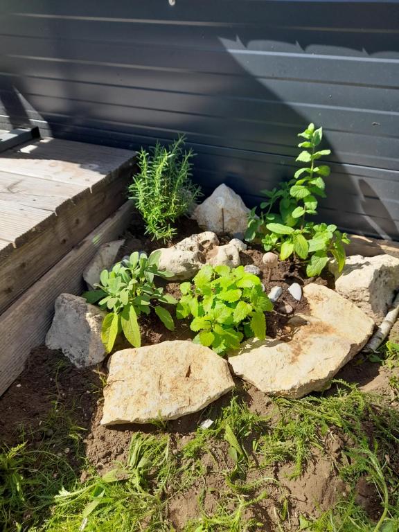 Zahrada ubytování Tinyhouse Wemding