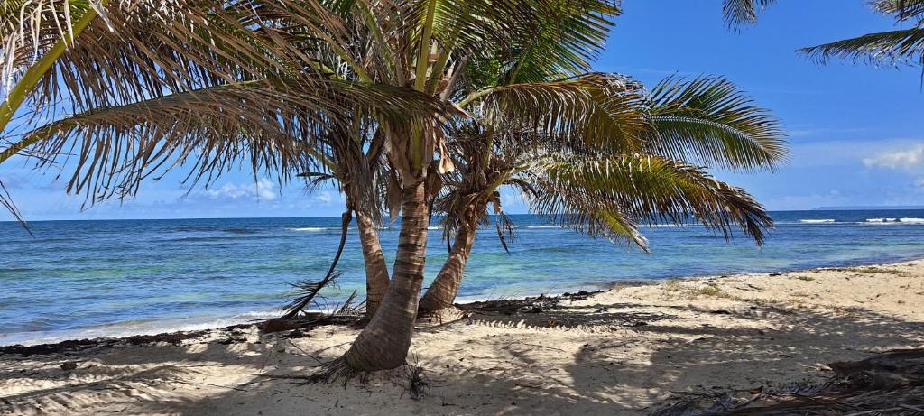 two palm trees on a sandy beach near the ocean at LES KOKI VILLA TROPICADELICE in Saint-François
